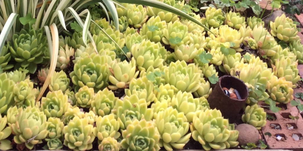 ‘Gilva’ vs. ‘Gilva’