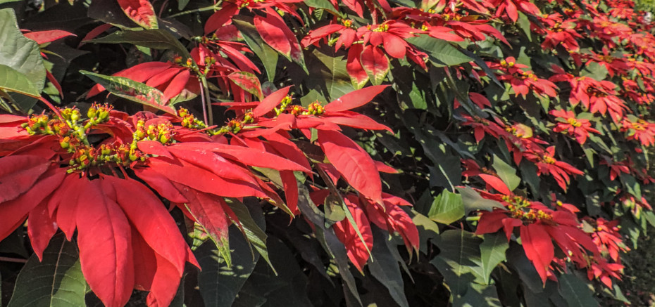 Red and Green for the&nbsp;Holidays!