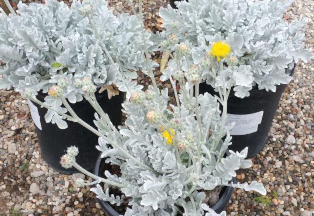 Mr. Kovac’s dusty&nbsp;miller